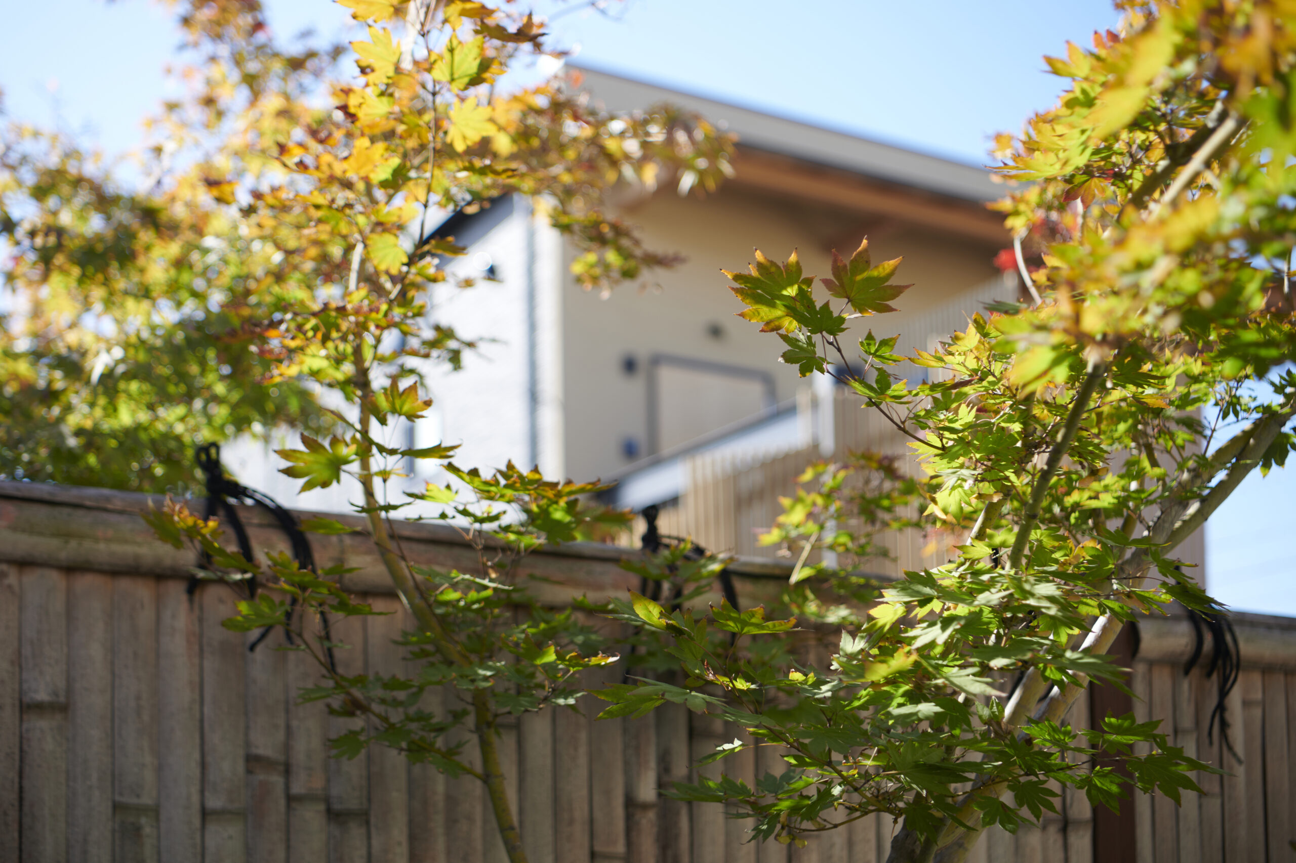 つつい歯科の秋の中庭の様子