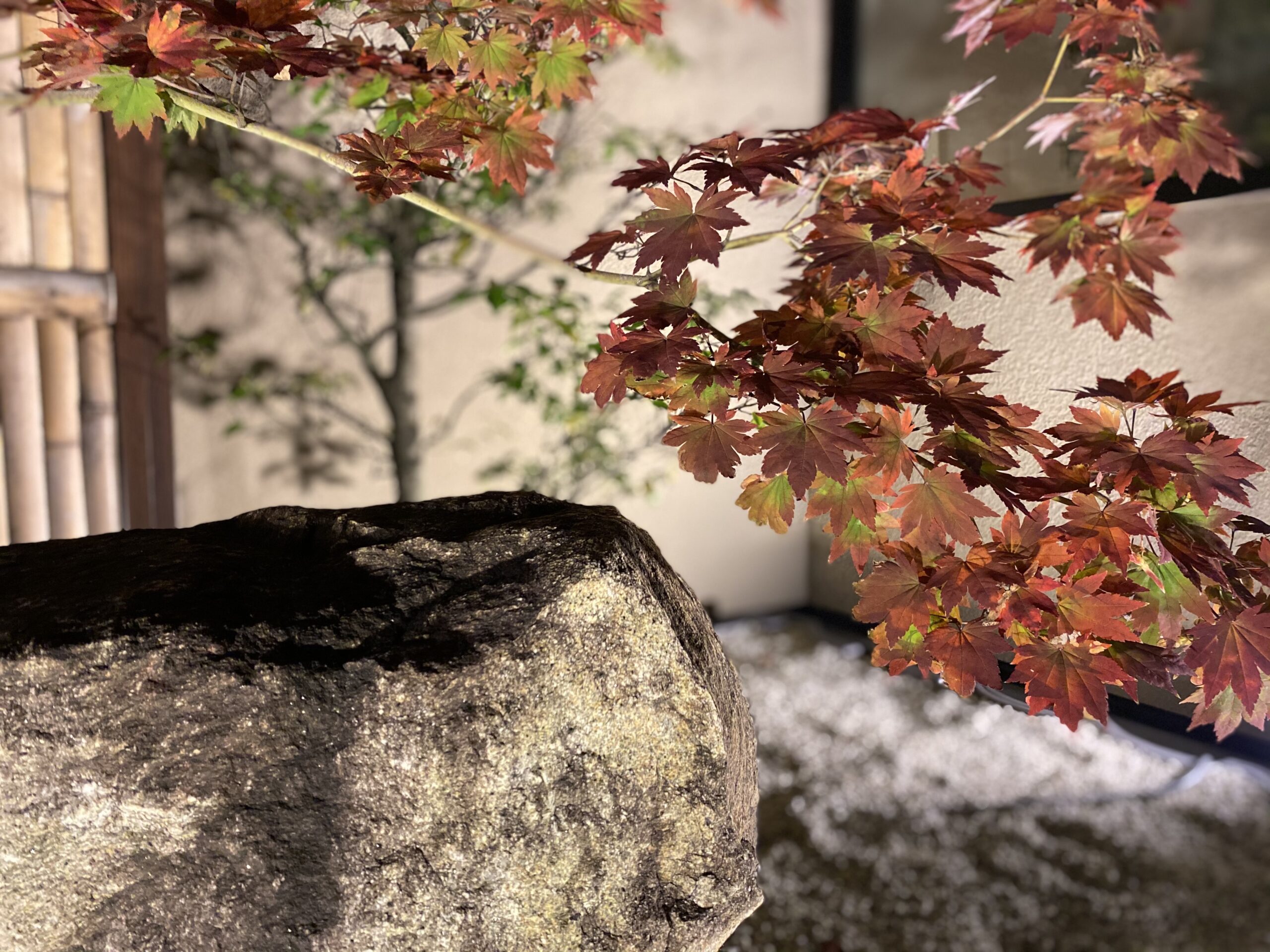 つつい歯科の中庭のもみじ