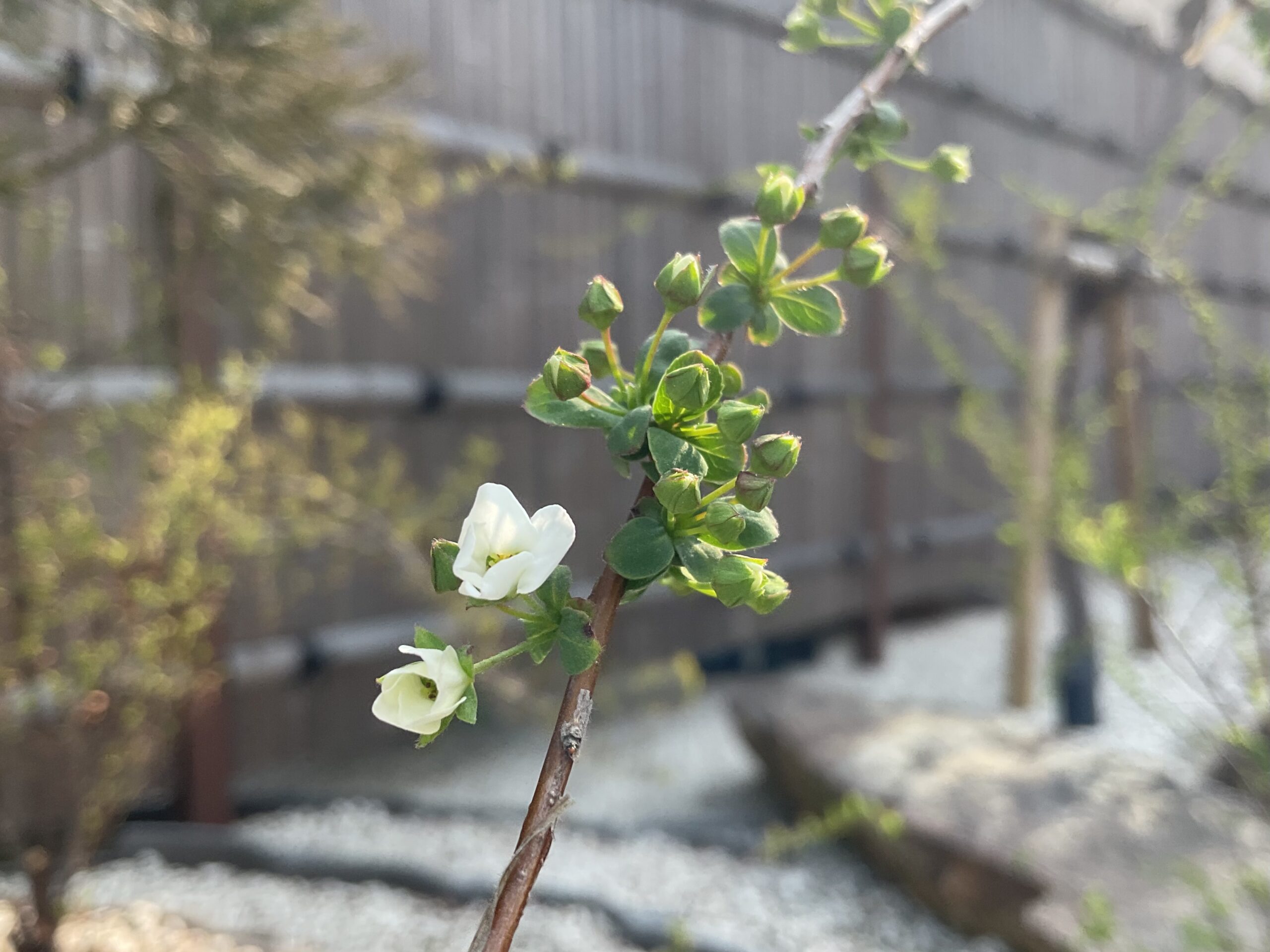 つつい歯科の中庭