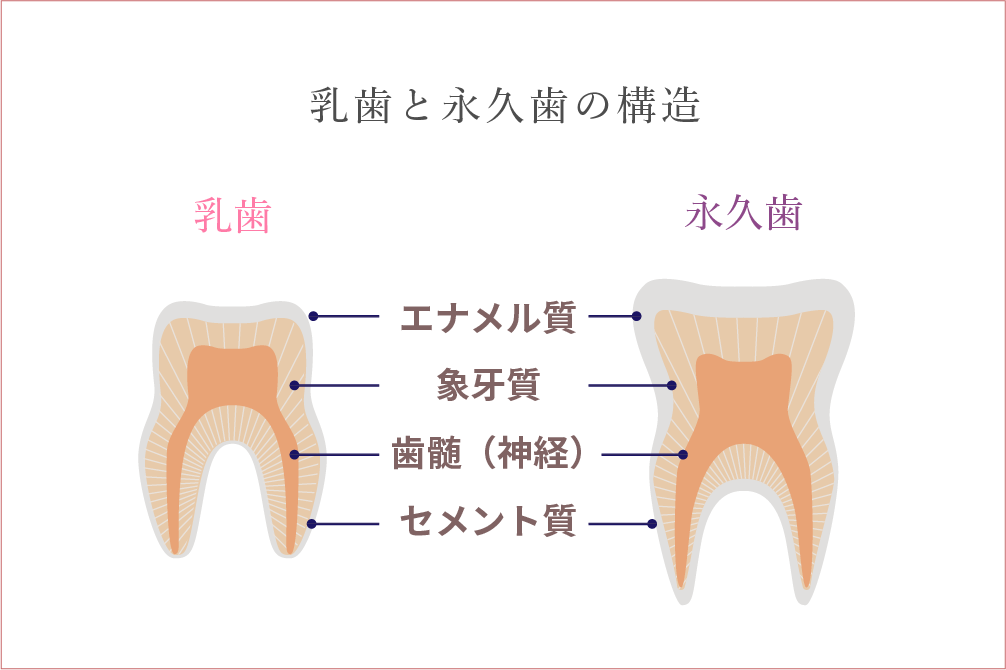 乳歯と永久歯の構造の違い